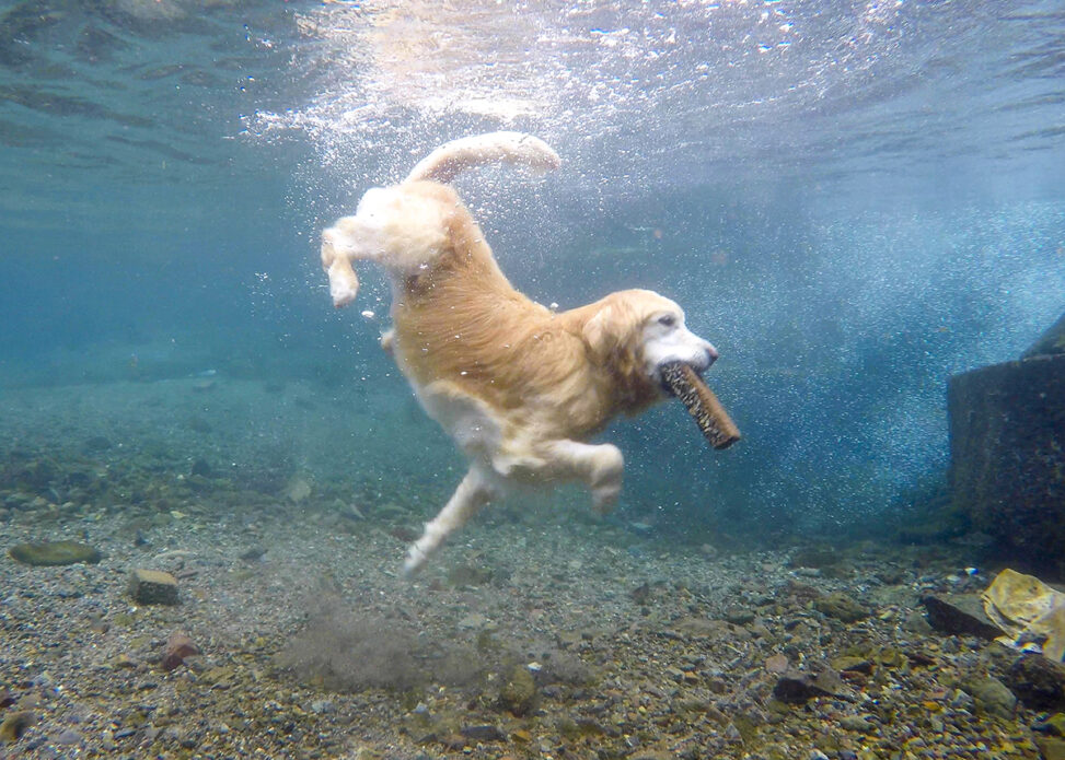 RETRIEVER 2022 July vol.108